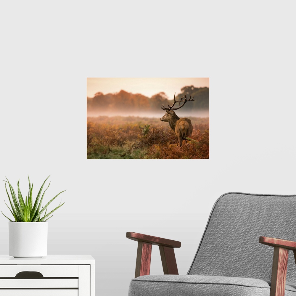 A modern room featuring Red deer stagon a foggy autumn morning in Richmond Park.