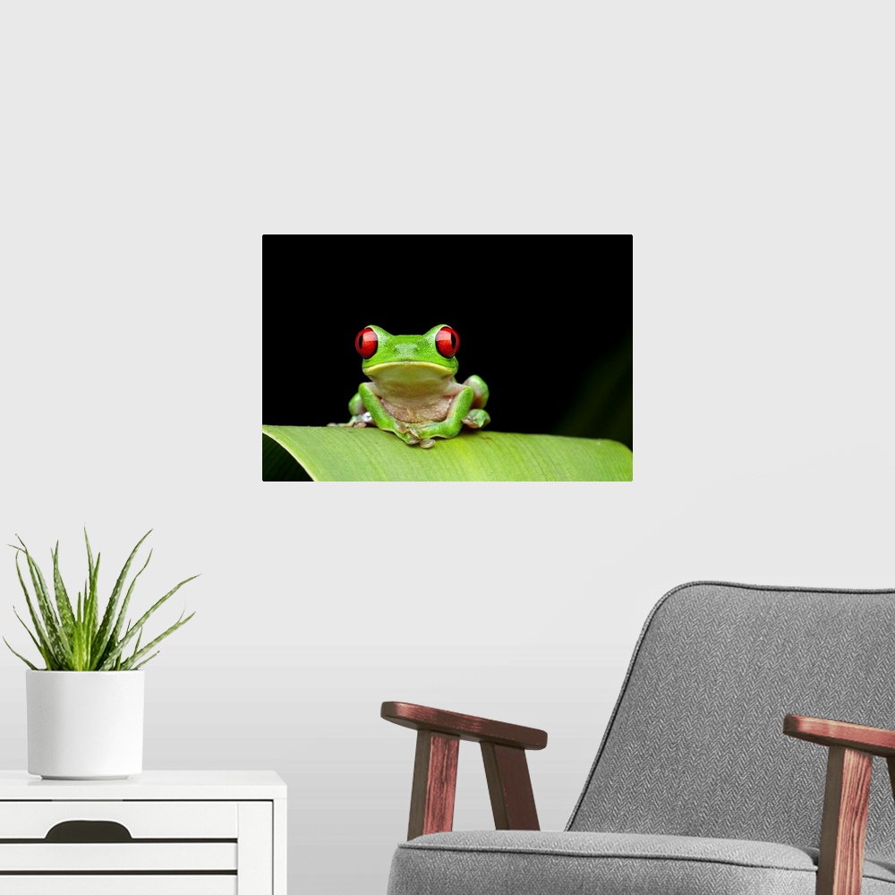 A modern room featuring Costa Rica, Carate, Red-eyed Tree Frog (Agalychnis callidryas) resting on leaf in Osa Peninsula a...