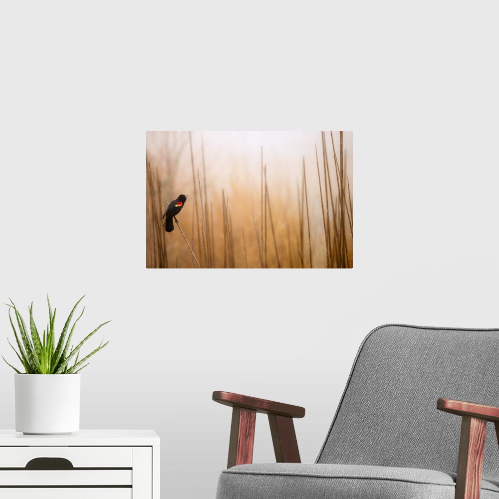 A modern room featuring Red-winged black bird on dried reed in fog, singing mating call in spring, Symrna, Delaware.