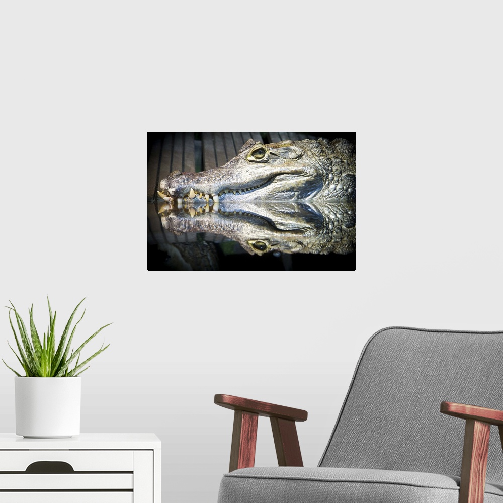 A modern room featuring Reflect crocodile reptile  in water.
