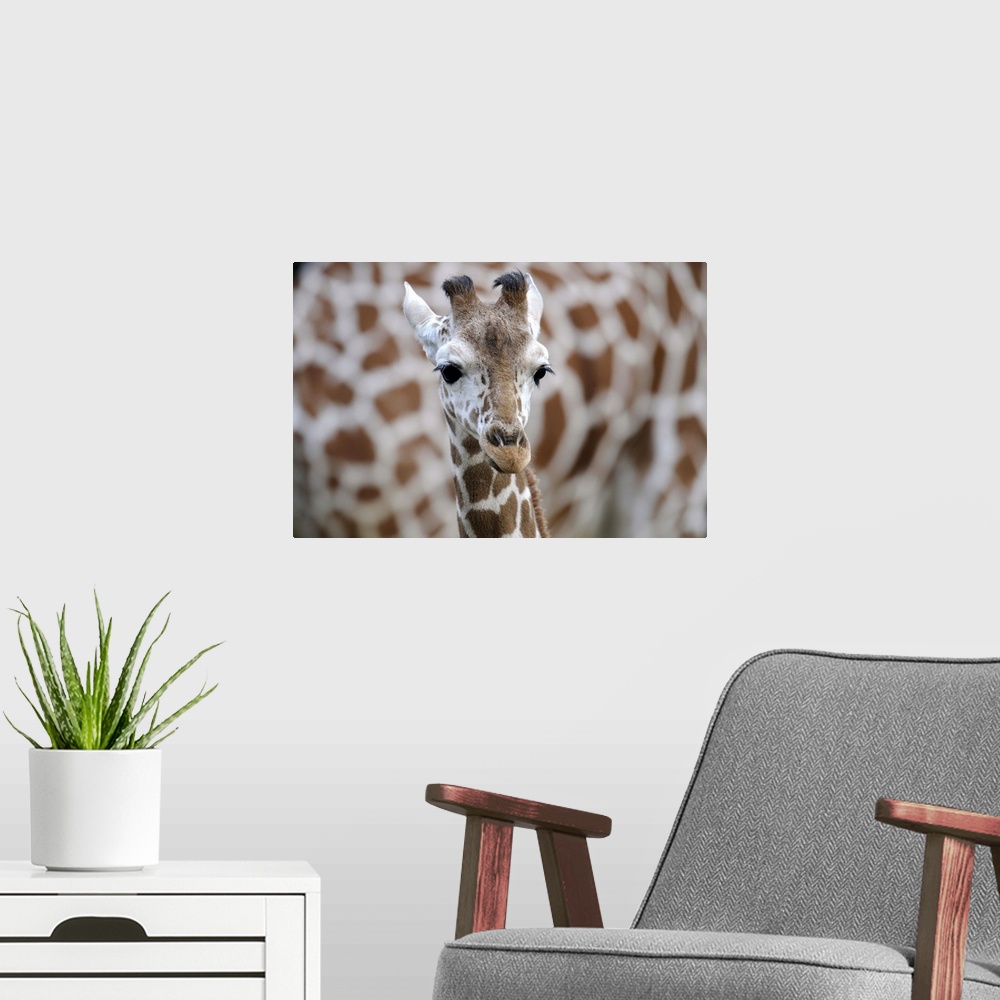 A modern room featuring Netzgiraffe, Giraffa camelopardalis reticulata, captive, Jungtier, calf
