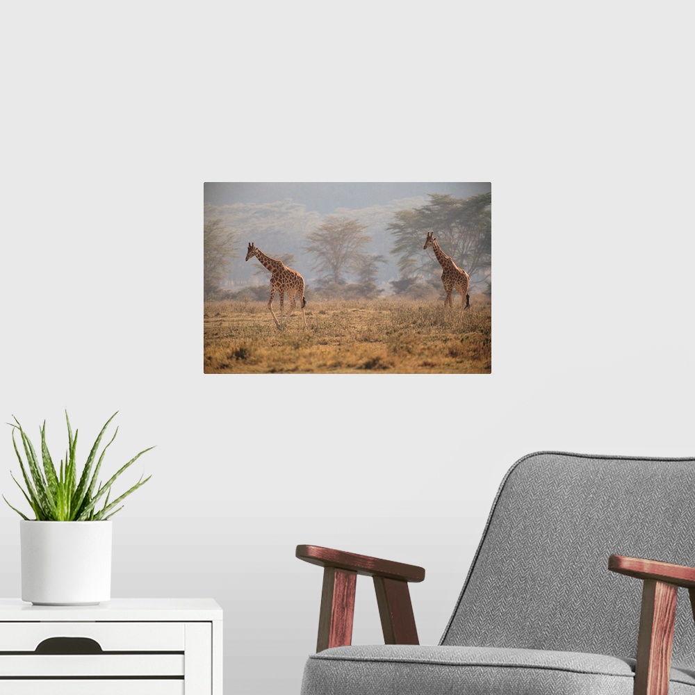 A modern room featuring Reticulated giraffes , Nakuru National Park , Kenya , Africa