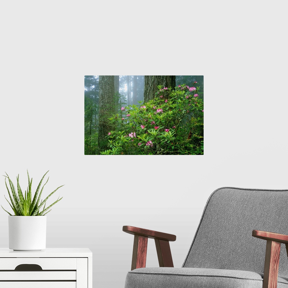 A modern room featuring Rhododendrons Among Redwoods