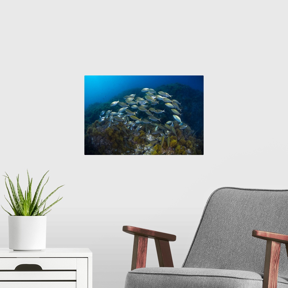 A modern room featuring Cow bream school with coral reef.