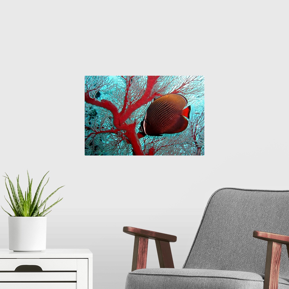 A modern room featuring Sea fan and butterflyfish, Similan Islands National Marine Park, Thailand.