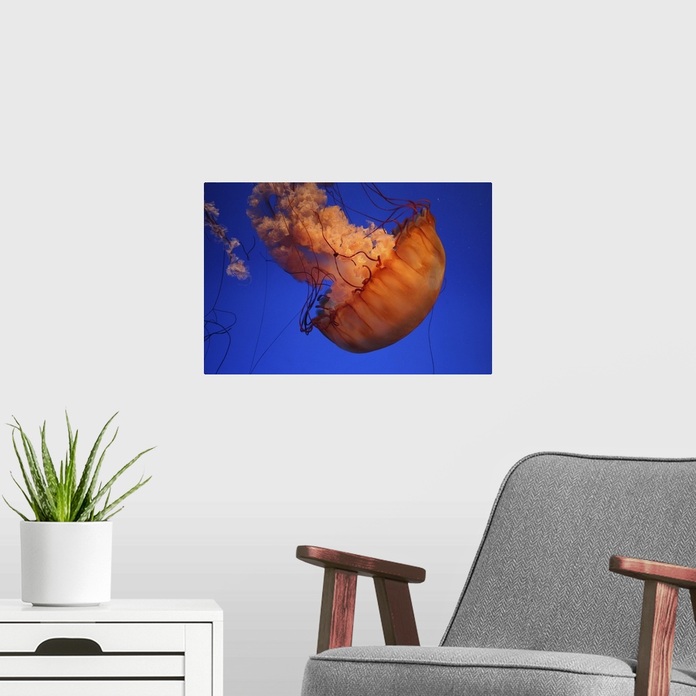 A modern room featuring Sea nettle jellyfish.