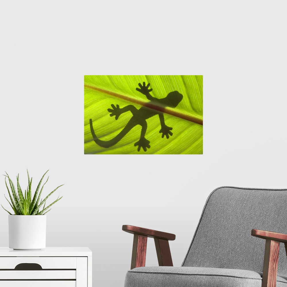 A modern room featuring Shadow of a gecko on a leaf