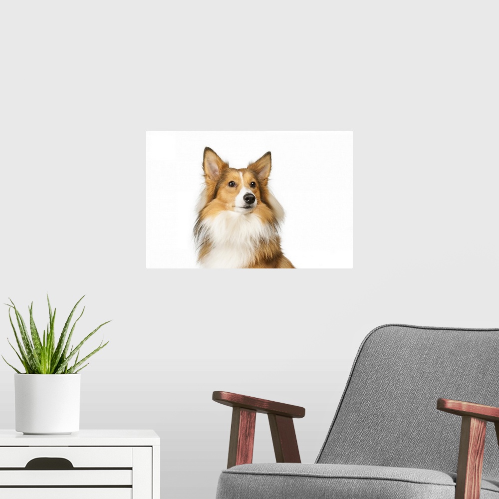 A modern room featuring Potrait of a Shelti!Female dog sitting for white paper. Stockphoto.