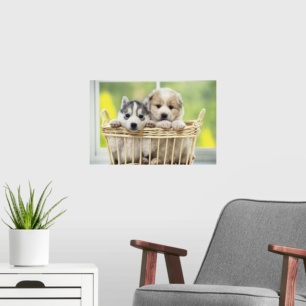 A modern room featuring Siberian Husky; A working dog breed that originated in eastern Siberia. The Siberian Husky is a m...