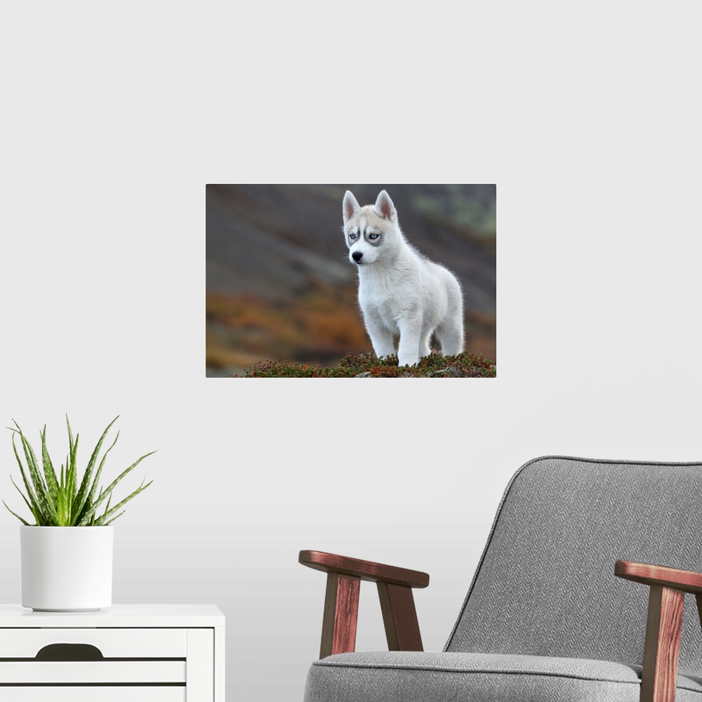 A modern room featuring Siberian Husky in Hafnarfjordur, Iceland