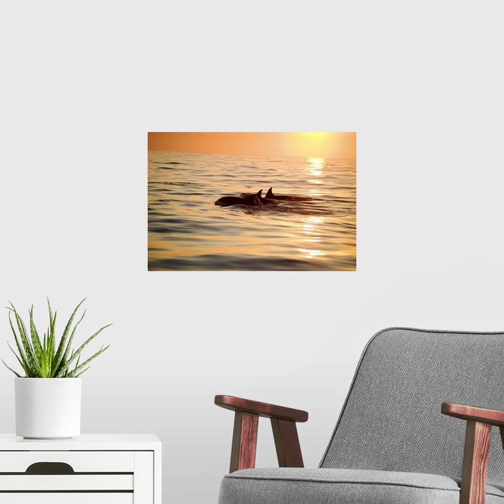 A modern room featuring Silhouette of a pair of Bottlenose Dolphin (Tursiops aduncus) surfacing at sunrise, Nelson Mandel...