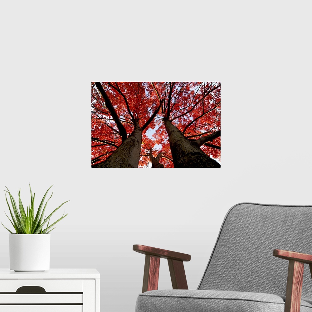 A modern room featuring Seen off Royal York Rd. south of Eglinton.  Fall colours colors red leaves silhouette tree autumn...
