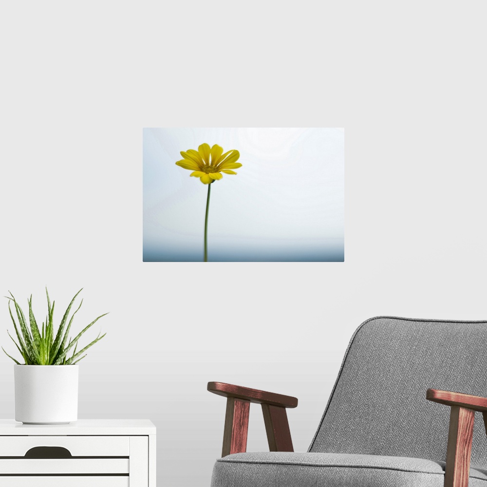 A modern room featuring Single yellow daisy on sky and sea.