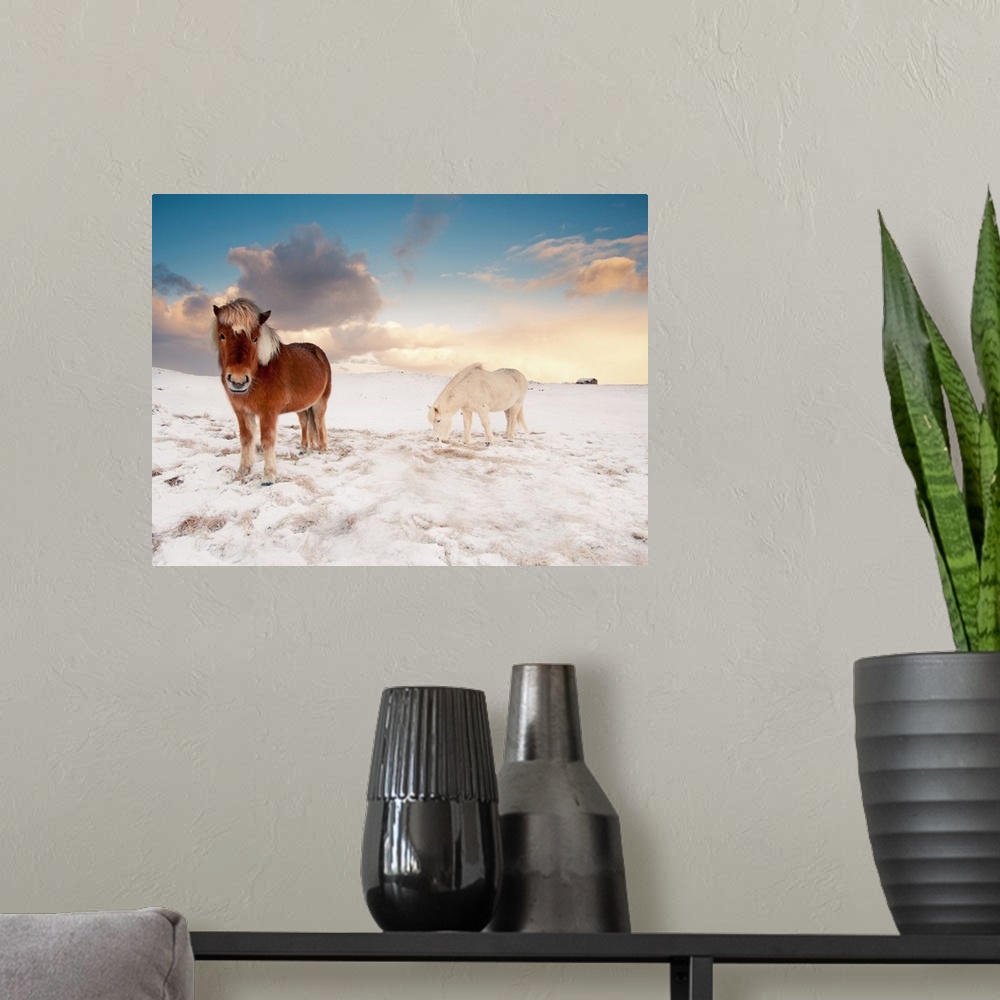 A modern room featuring Small Icelandic horses in snow during winter.