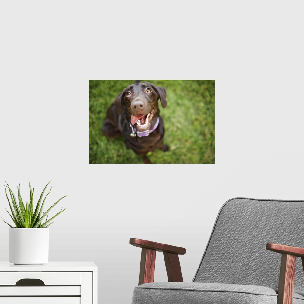 A modern room featuring Happy, Chocolate Labrador Retriever, Summer, Green Grass
