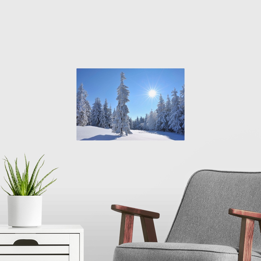 A modern room featuring Snow covered Conifer Trees with Sun, Winter, Grosser Beerberg, Suhl, Thuringia, Germany