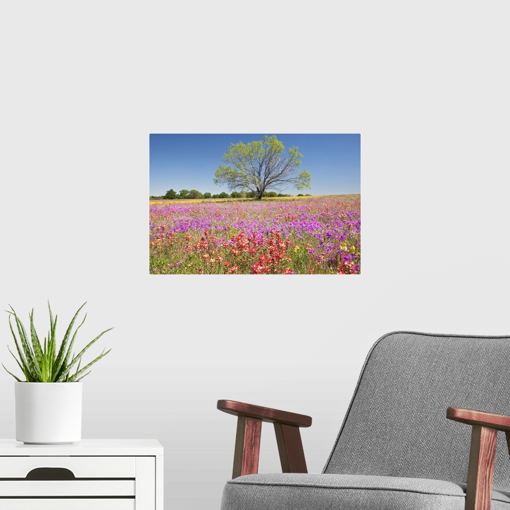 A modern room featuring Spring mesquite trees growing in wildflowers, Texas, USA, North America