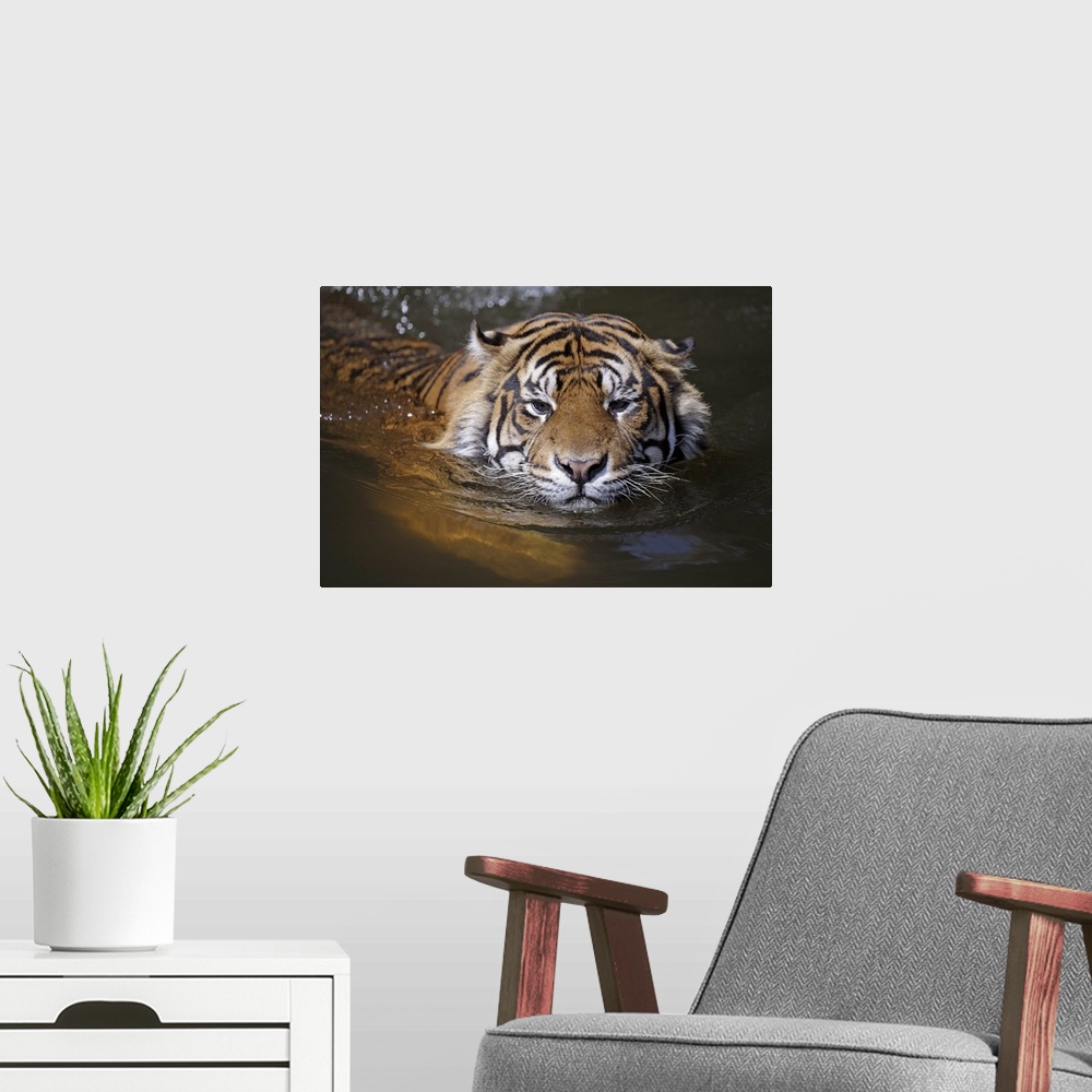 A modern room featuring Sumatran tiger, Panthera tigris sumatrae