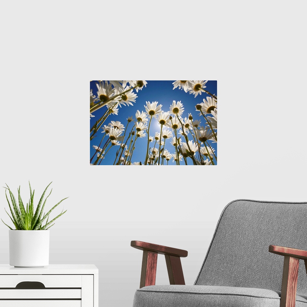 A modern room featuring Sun And Blue Sky Through Daisies