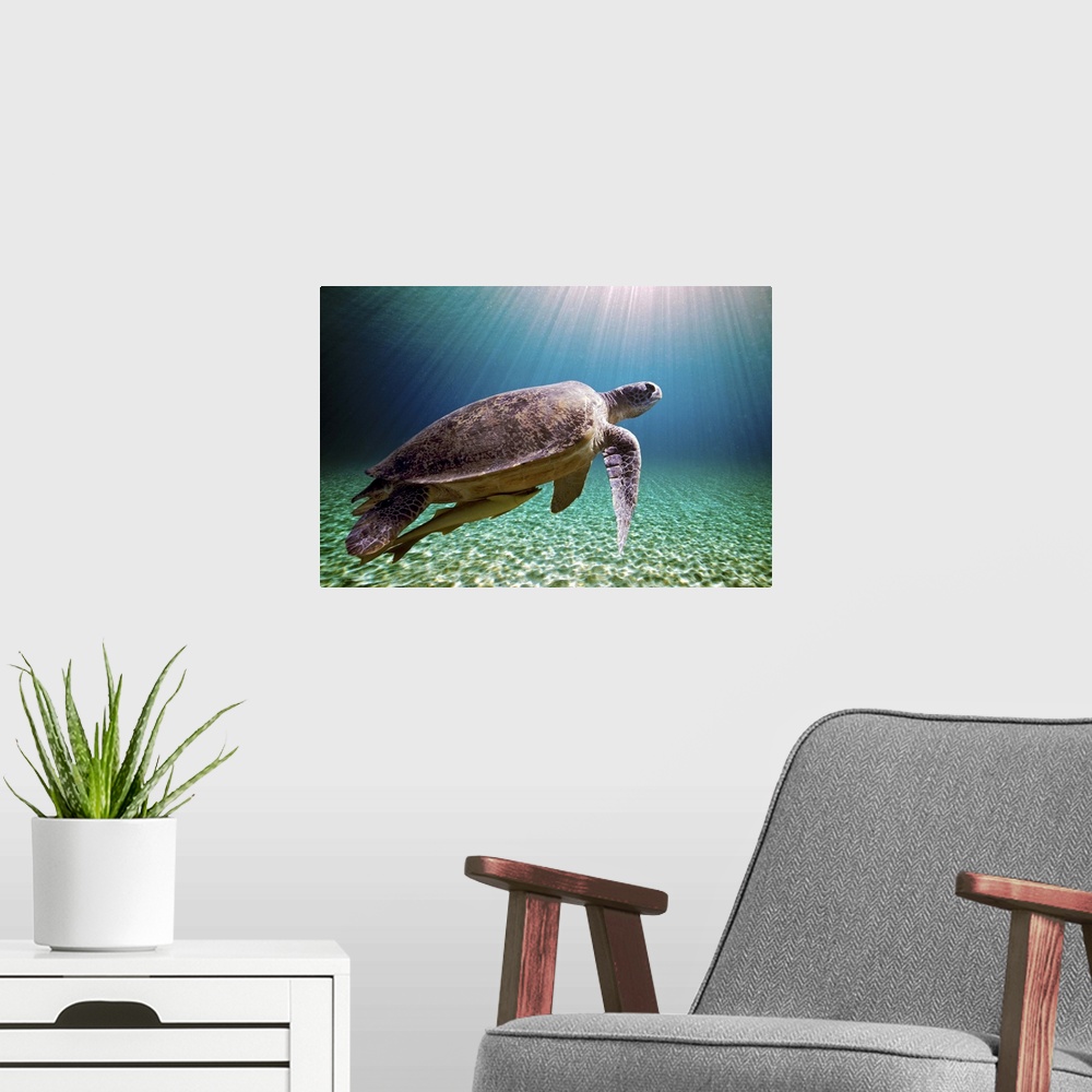 A modern room featuring Sun beams filtering through sea with green sea turtle.