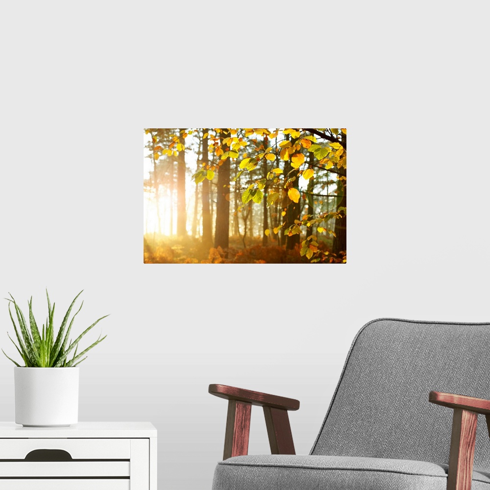 A modern room featuring Sun Shining Through Trees In Woods