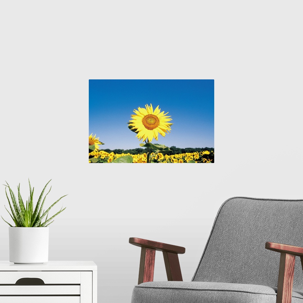 A modern room featuring Sunflower