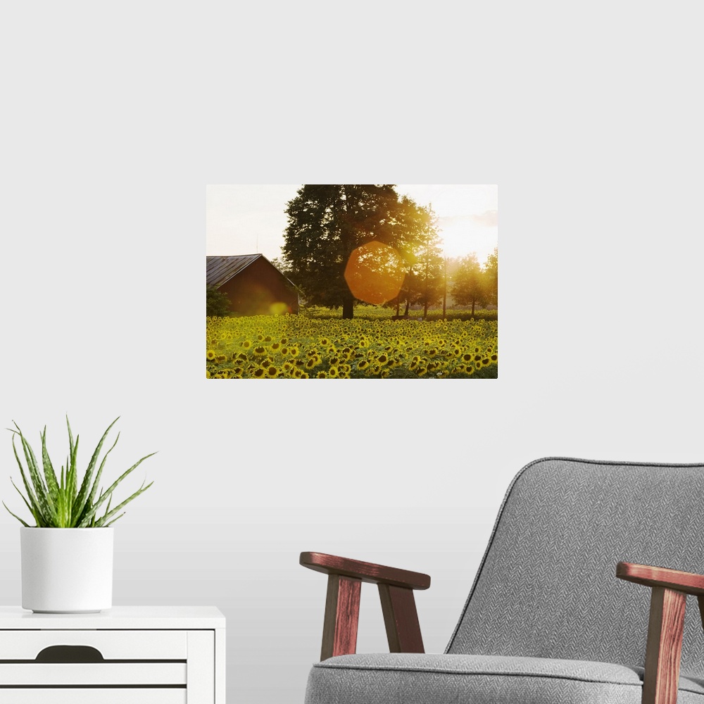 A modern room featuring Sunflower Field At Sunset With A Barn