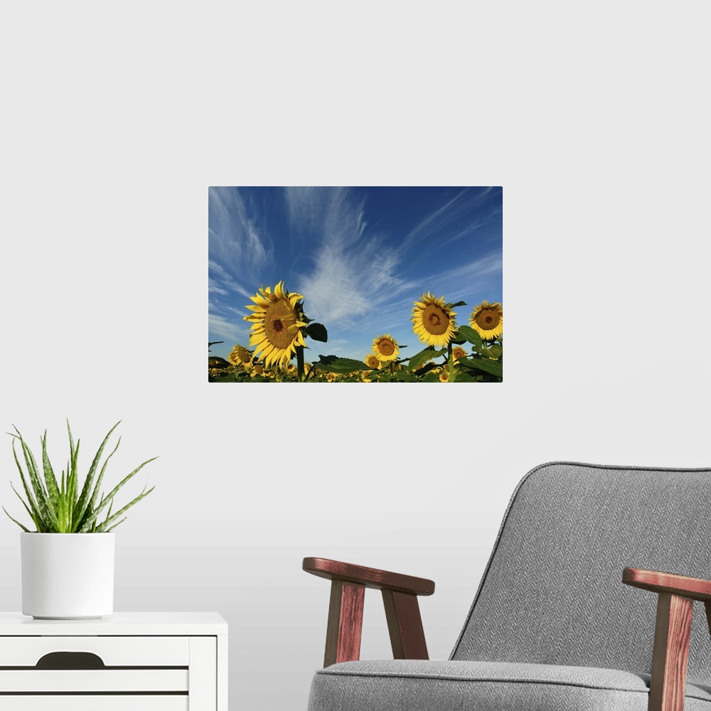 A modern room featuring Sunflowers fields against blue sky.