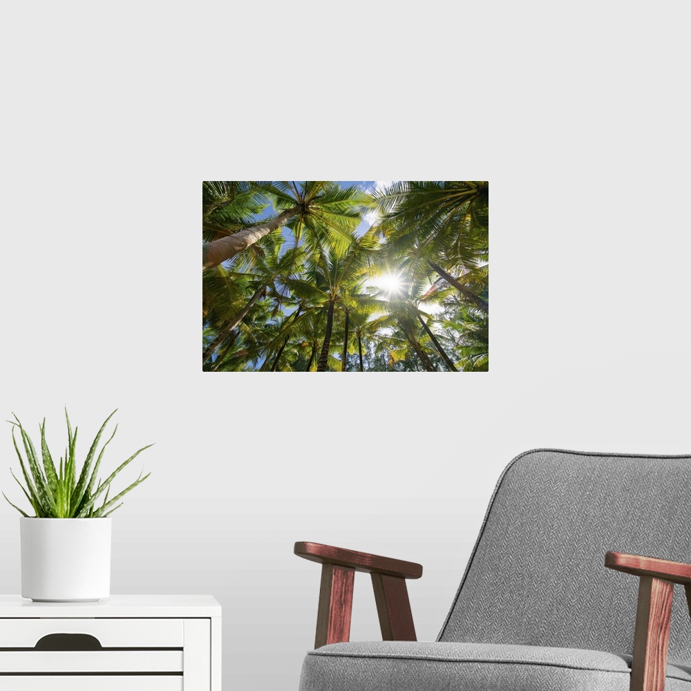 A modern room featuring Low angle view of coconut tree blue sky on a sunny day.
