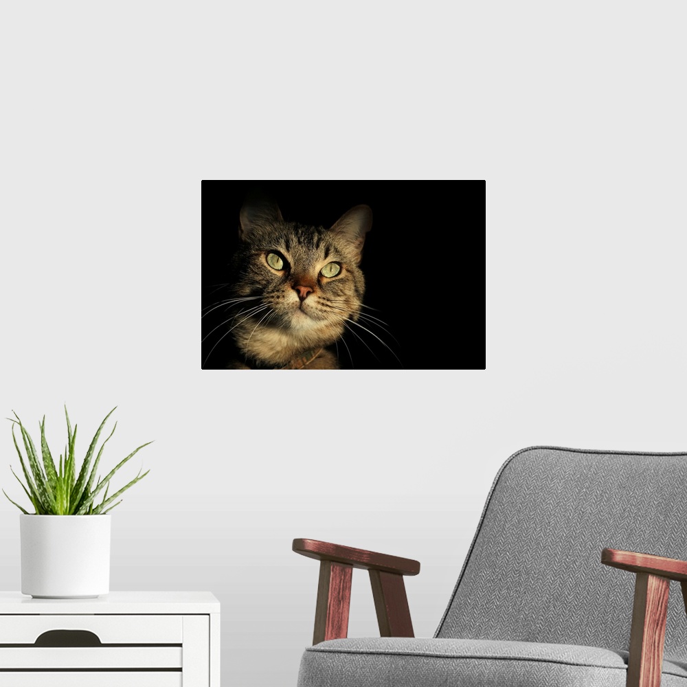 A modern room featuring Tabby Cat Face against Black Background