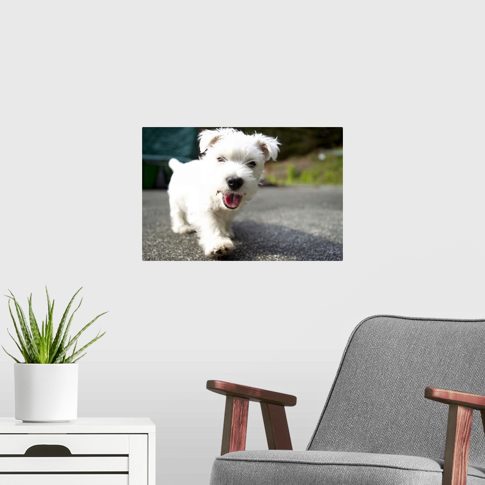 A modern room featuring Ten week old female west highland terrier playing in the garden in somerset england