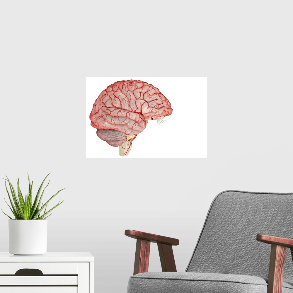 A modern room featuring The arteries of the brain