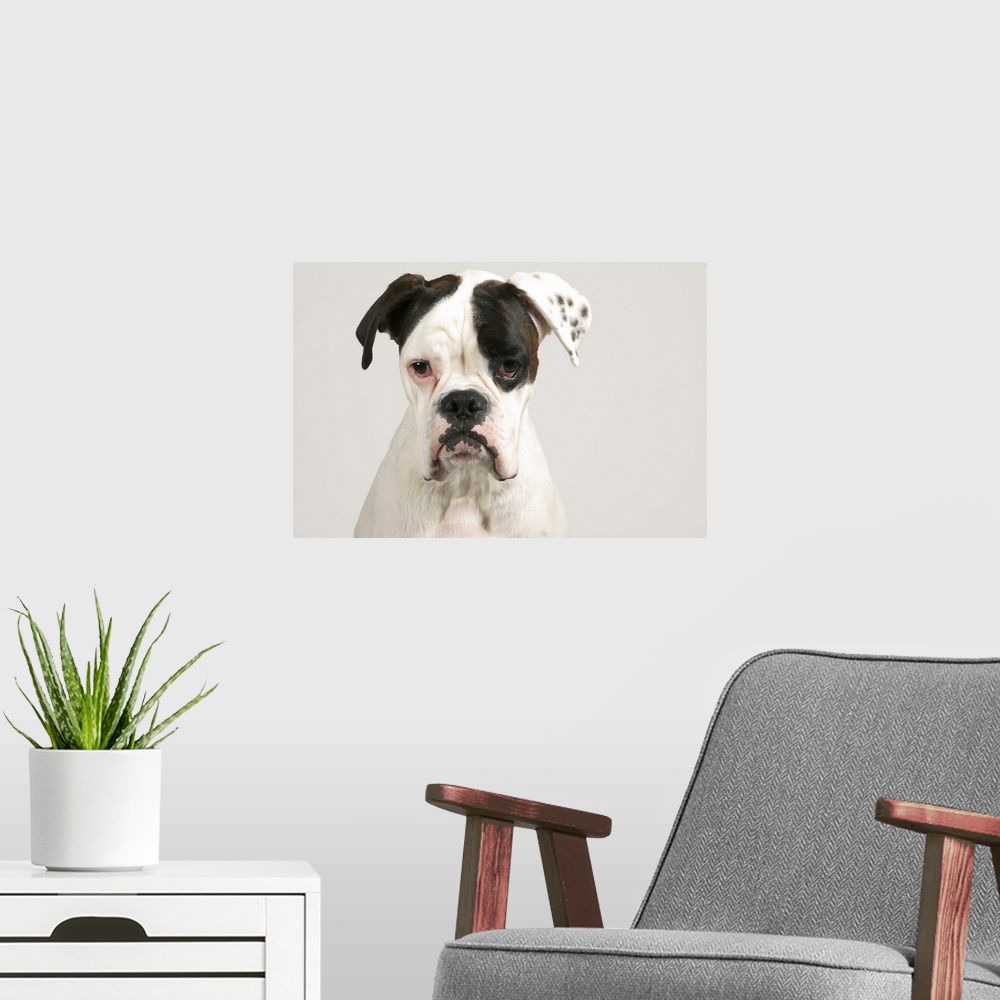 A modern room featuring The Boxer look!Portrait of an male brown white boxer.