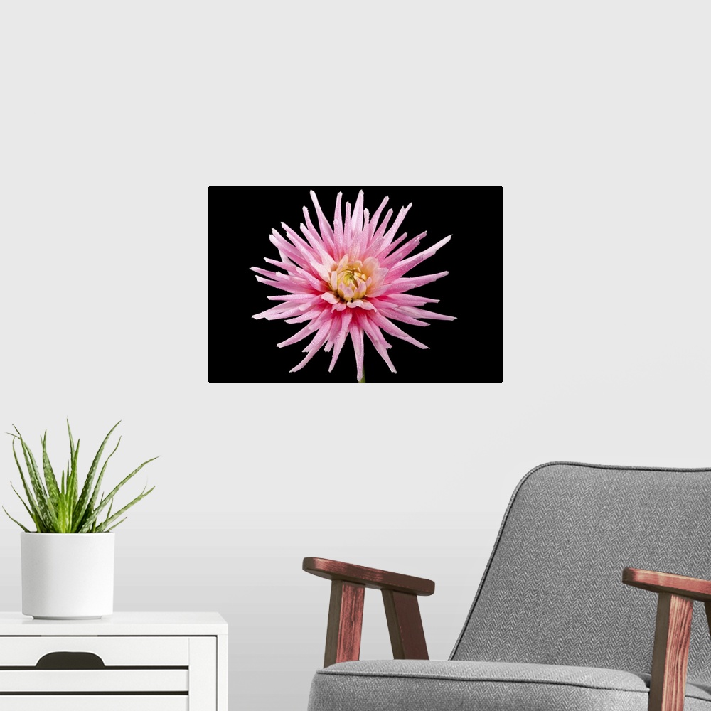 A modern room featuring The Shooting Star produces blooms of large pink and white flowers with a yellow centre.