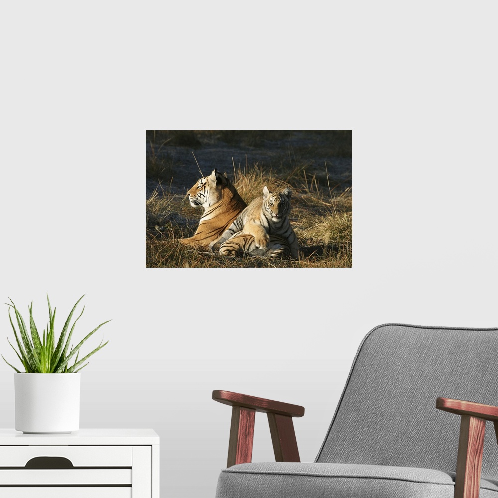 A modern room featuring Tigers (Panthera tigris) cub lying on his mothers back. Tiger Canyon Philippolis, Free State Prov...