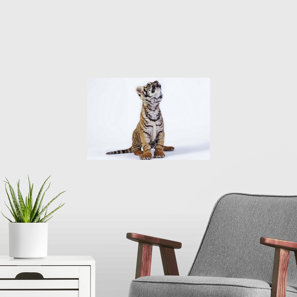 A modern room featuring Tiger cub, South Africa