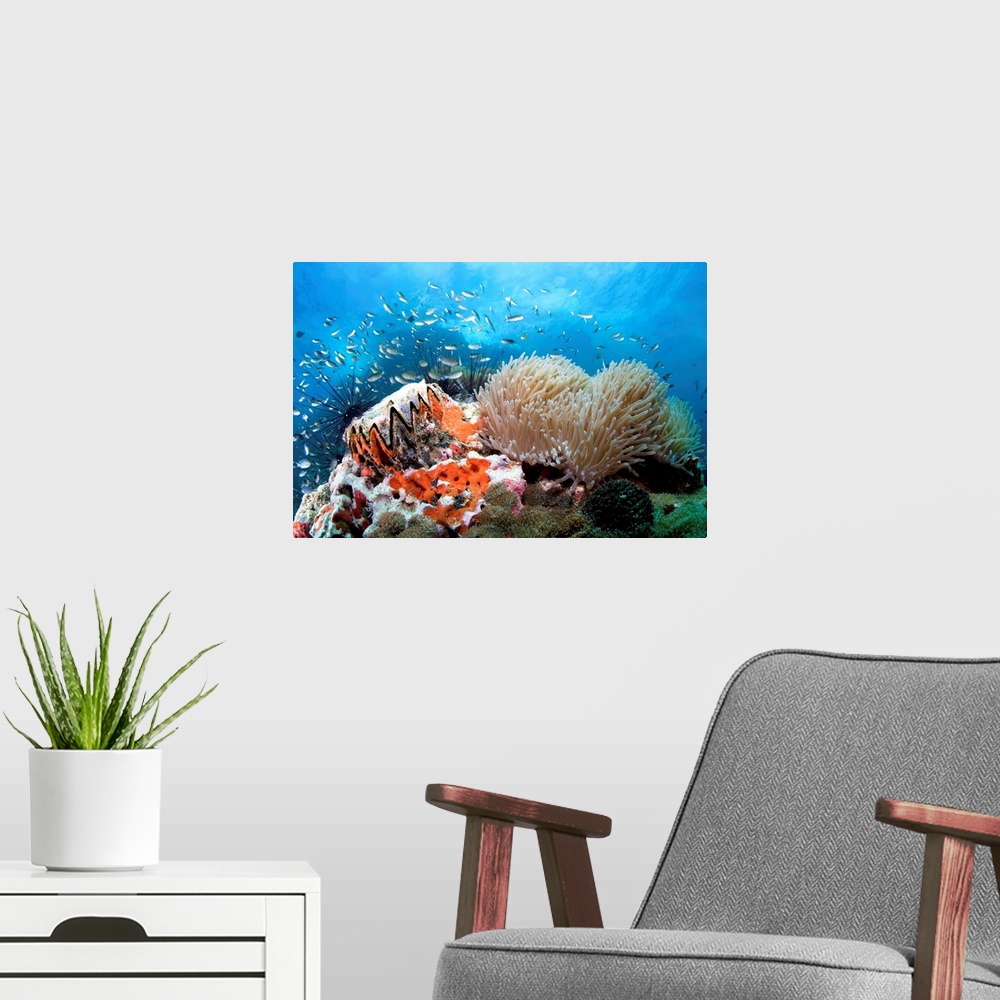 A modern room featuring Coral reef: 'toothy' shell and anemone.