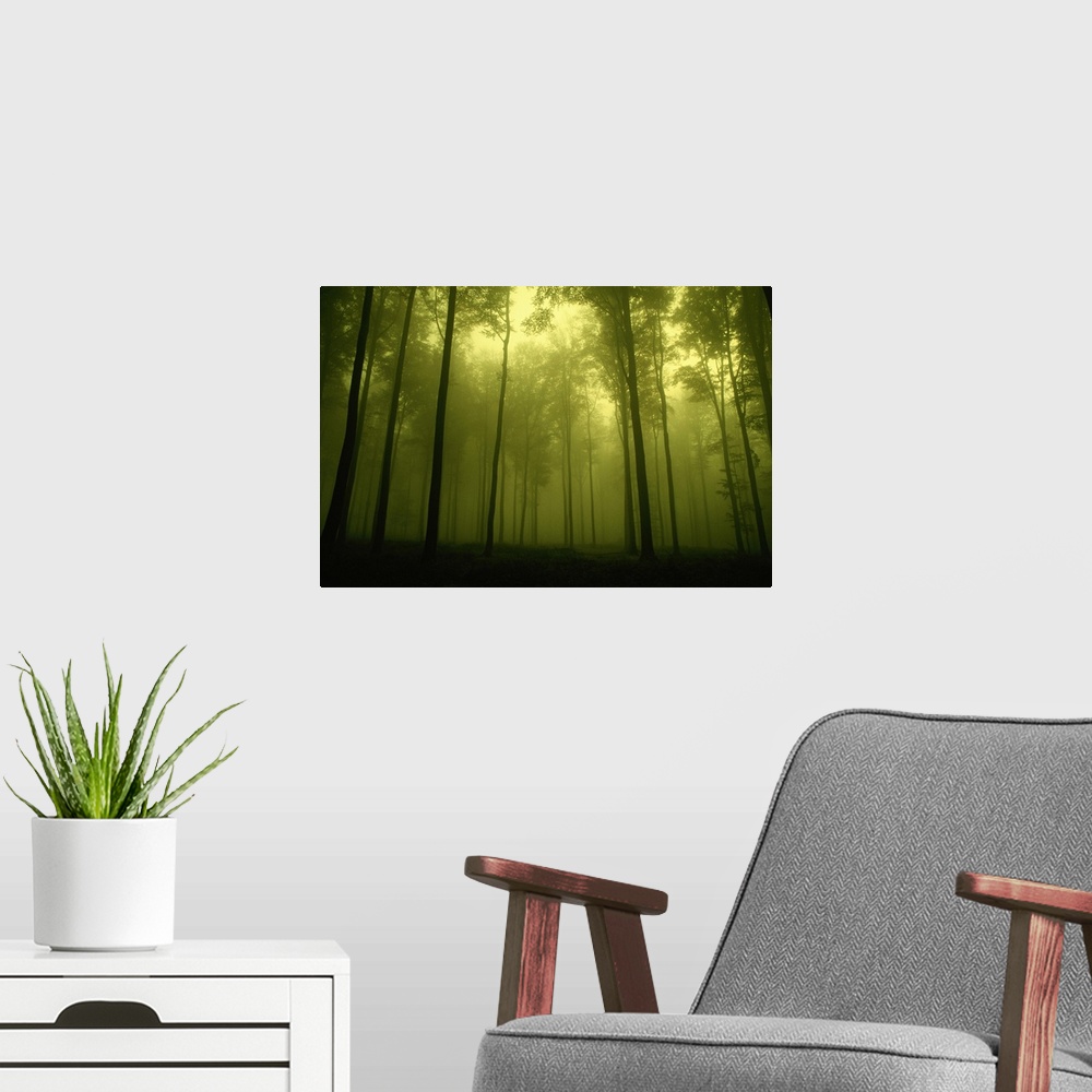 A modern room featuring Trees in fog, low angle view