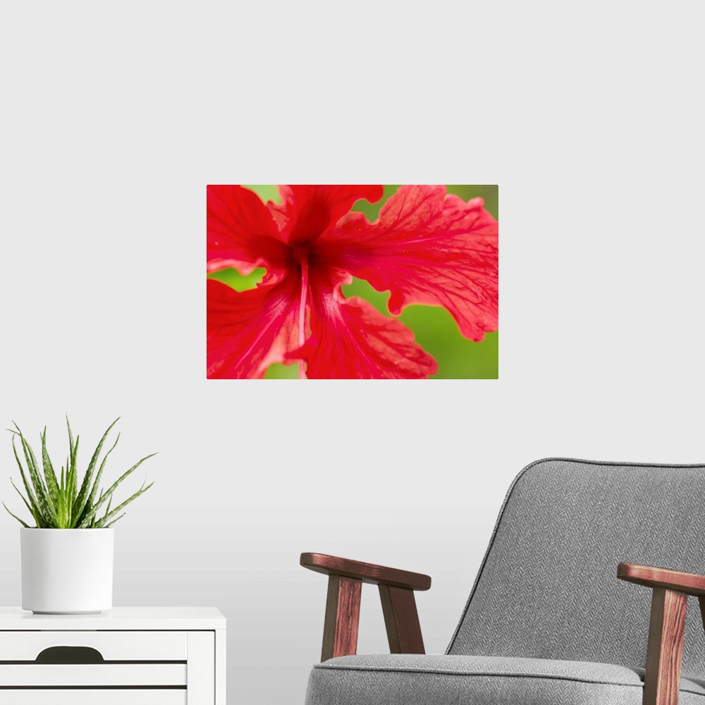 A modern room featuring Costa Rica, Manuel Antonio National Park, Macro view of Red Hibiscus flower blossom along Pacific...