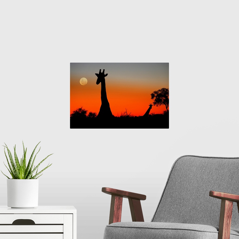 A modern room featuring Two Giraffes (Giraffa camelopardalis) in the Savuti area of Botswana as the sun sets and the moon...
