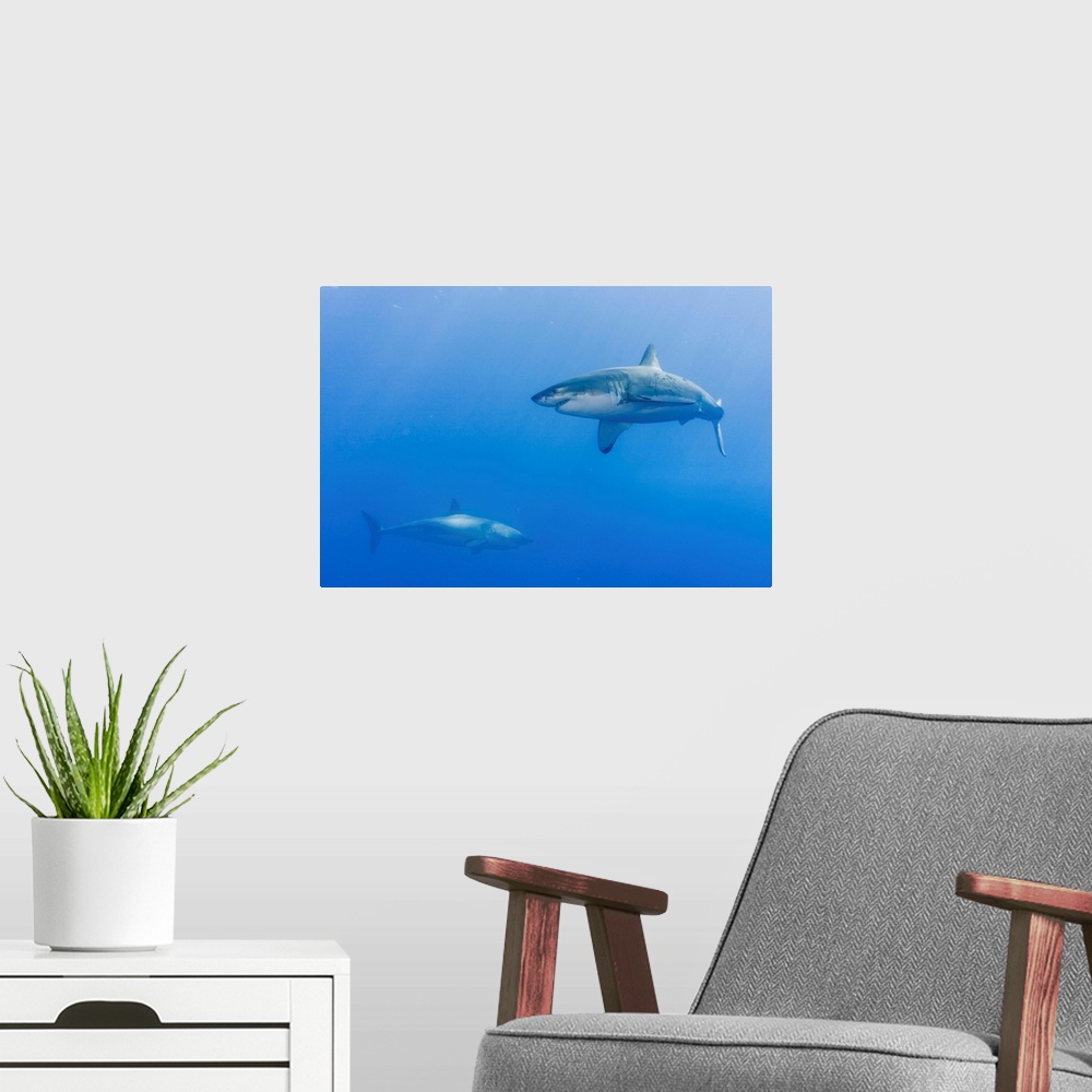 A modern room featuring Two great white sharks were circling the boat.