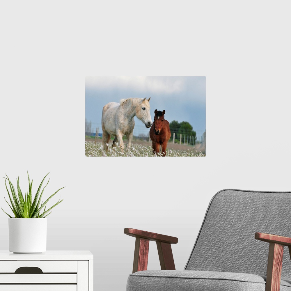 A modern room featuring Two horses, mare and colt, white and brown, together on field full of white flowers.