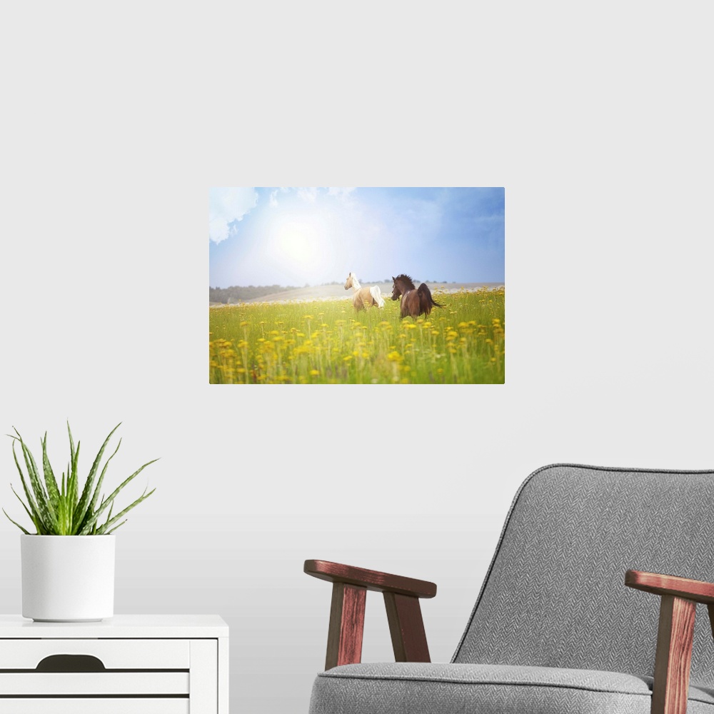 A modern room featuring Two horses running in summer field.