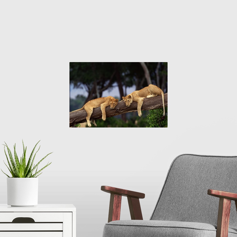 A modern room featuring Two lioness hanging from the tree