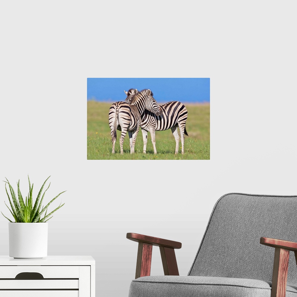 A modern room featuring Two Plains zebra (Equus quagga) on coastal plains, Mkambathi Game Reserve, Transkei Coast, Easter...