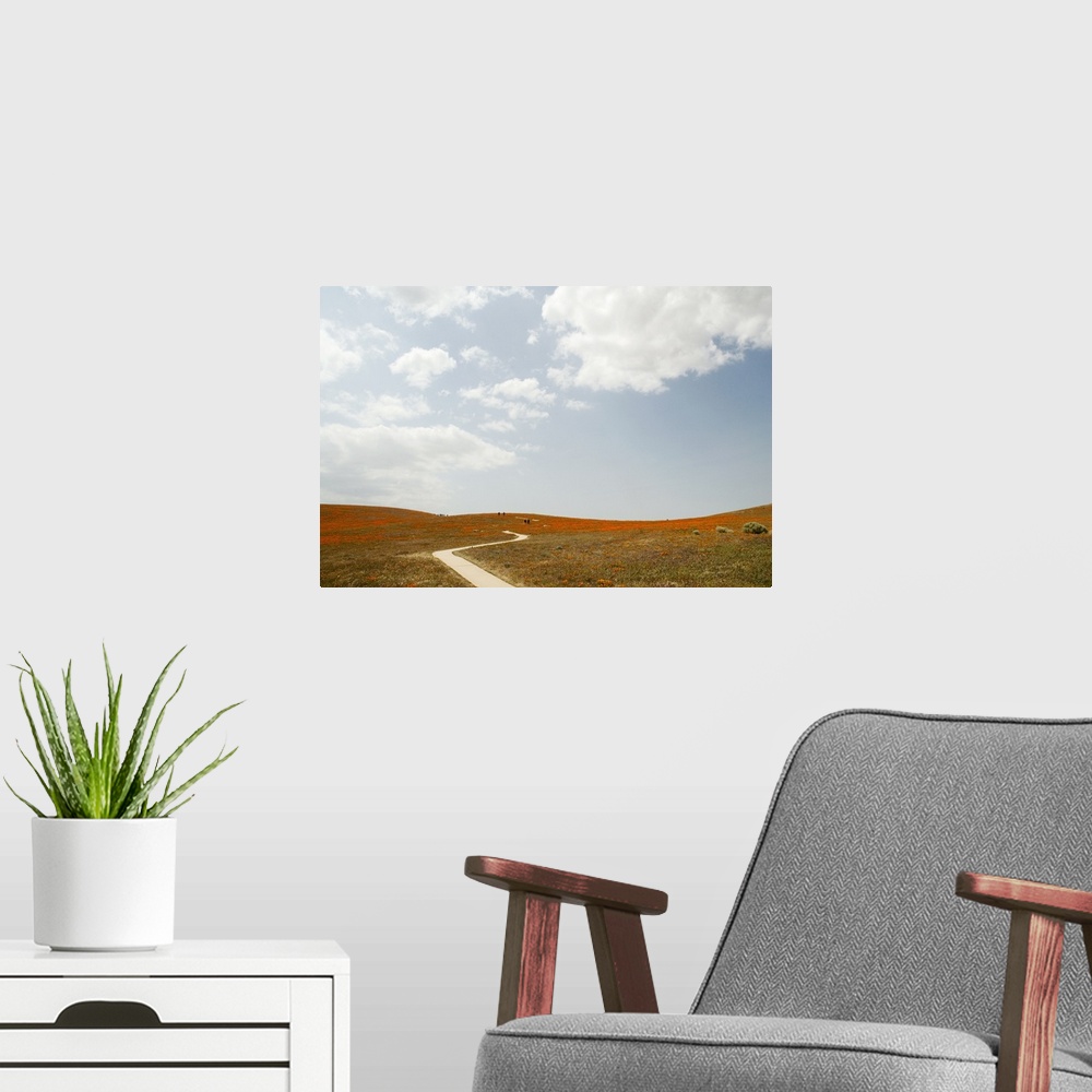 A modern room featuring USA, California, Antelope Valley, walking trail in California Poppy Reserve
