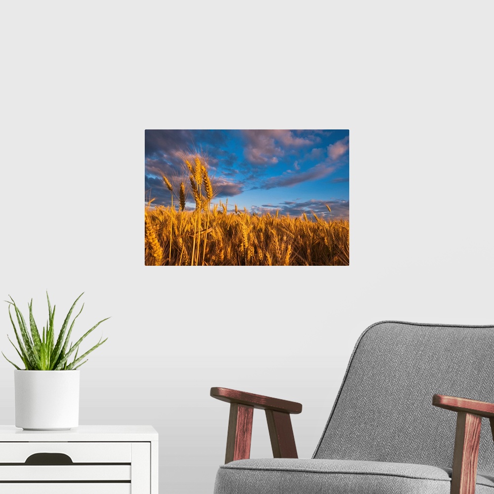 A modern room featuring USA, Oregon, Marion County, Wheat field