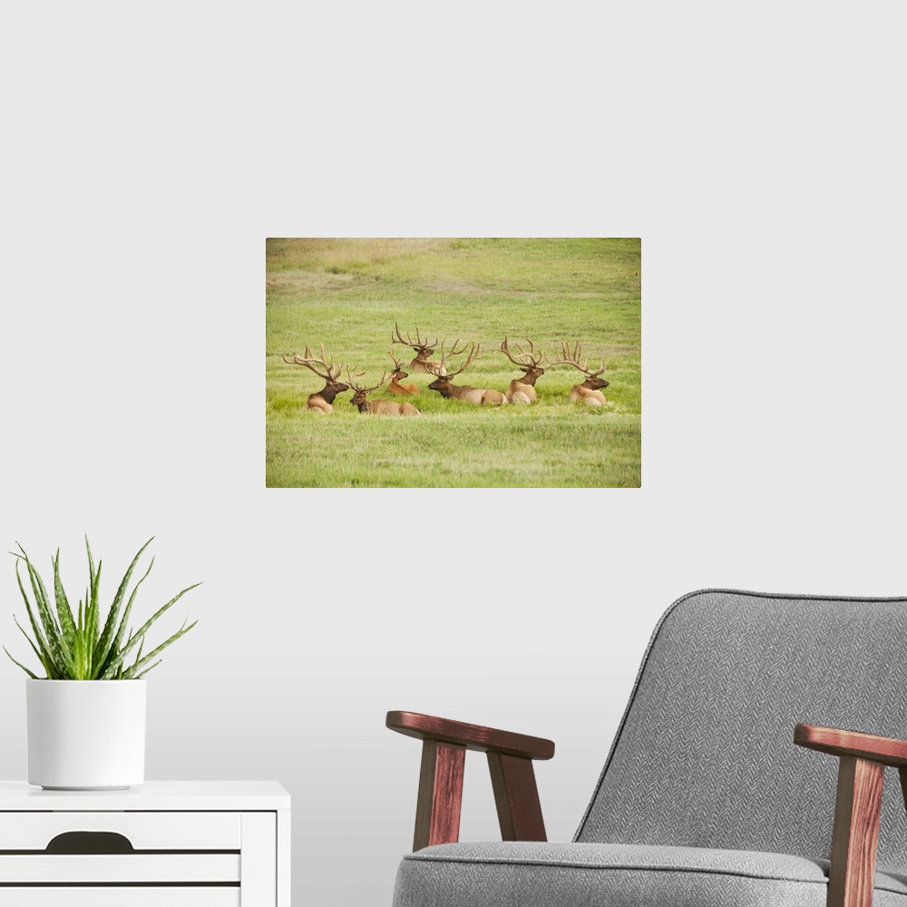 A modern room featuring USA, Utah, Group of bull Elk (Cervus canadensis) lying in field