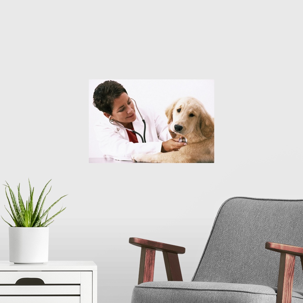 A modern room featuring Veterinarian with stethoscope examining Golden Retriever puppy