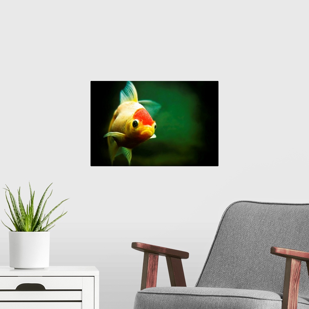 A modern room featuring Wanda the goldfish swims happily in her tank. Say a wish and she'll make it true...